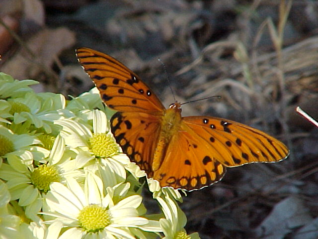 Butterfly on dasies at home