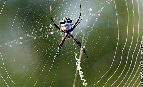 Spider
