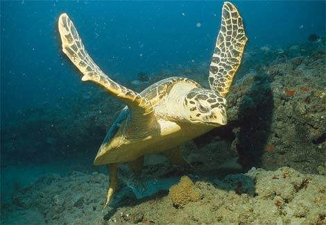 turtle